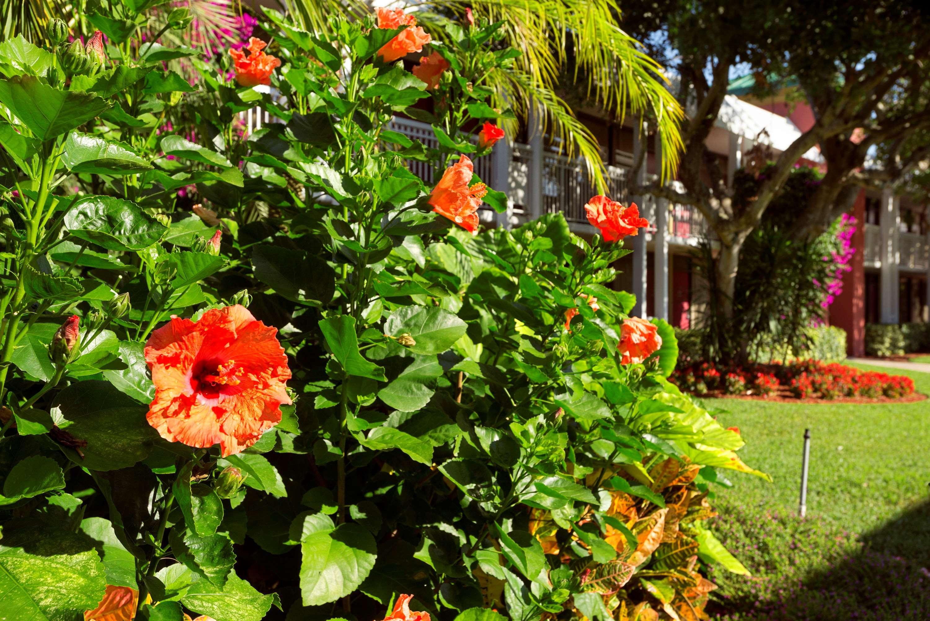 Collins Hotel North Naples Εξωτερικό φωτογραφία